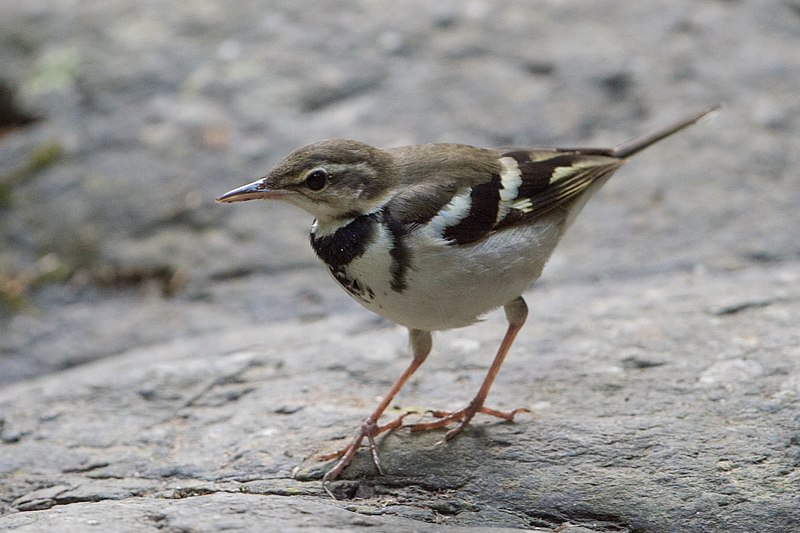 File:Forest Wagtail (cropped).jpg