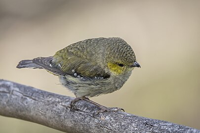 Forty-spotted pardalote (Pardalotus quadragintus) South Bruny.jpg