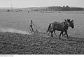 Fotothek df roe-neg 0006191 033 Bauer mit Pferdegespann beim Pflügen eines Felde.jpg