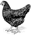 Fowl (PSF).png