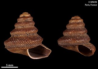 <i>Foxidonta</i> Genus of gastropods