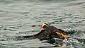 * Nomination Tufted puffin (Fratercula cirrhata), Resurrection Bay, Seward, Alaska, United States --Poco a poco 08:21, 29 July 2018 (UTC) * Promotion Good quality. --Crisco 1492 09:38, 29 July 2018 (UTC)