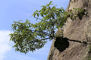 <i>Fraxinus insularis</i> Species of plant in the family Oleaceae