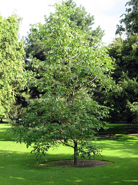 File:Fraxinus profunda, RBGE 2008.jpg