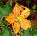 Fremontodendron californicum ssp. decumbens