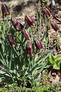 <i>Fritillaria assyriaca</i> Species of flowering plant