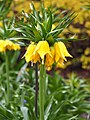 Fritillaria imperialis 'Lutea', Szachownica cesarska 'Lutea', 2021-04-24