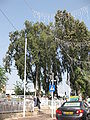 תמונה ממוזערת לגרסה מ־20:21, 7 במאי 2010