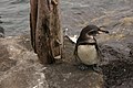Galapagos Penguin (Spheniscus mendiculus) -by a post and sea.jpg