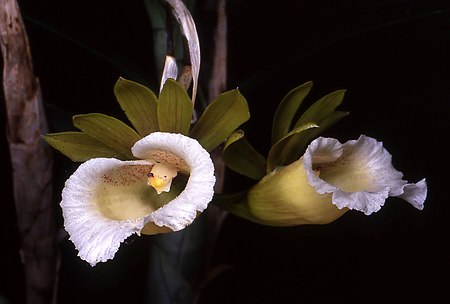 Galeandra_leptoceras