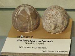Fósseis de Galerites vulgaris (Cretáceo, MNHN).