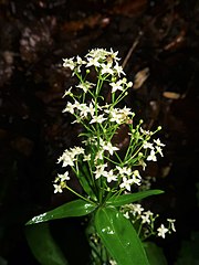 円錐状の集散花序をつけ、まばらに多数の白色の花をつける。