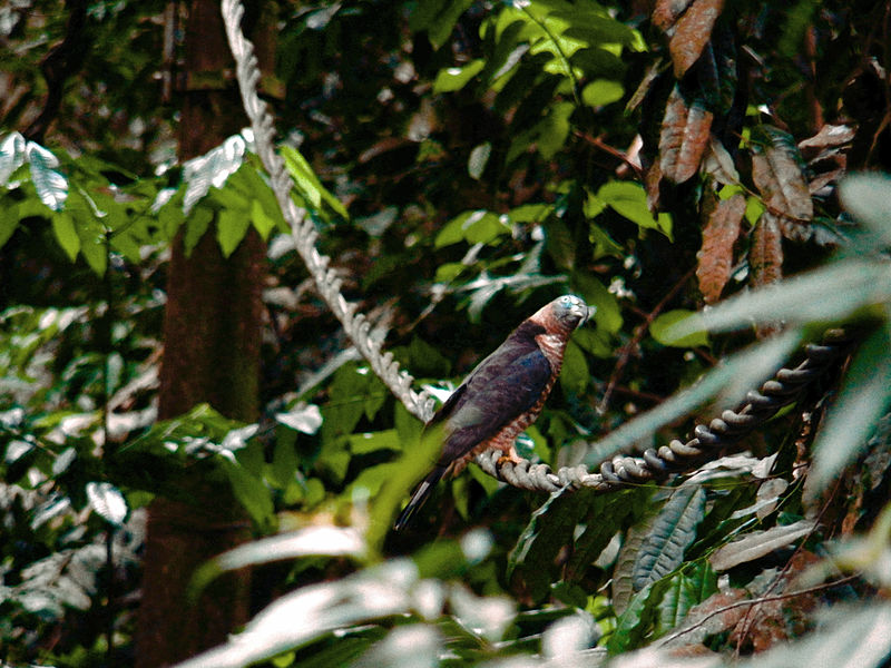 File:Gavião (Rupornis magnirostris).JPG