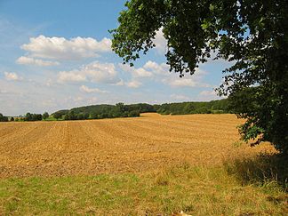 Slope of the Gehrdener Berg (late summer, 2009)