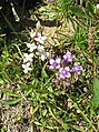 Gentianella campestris