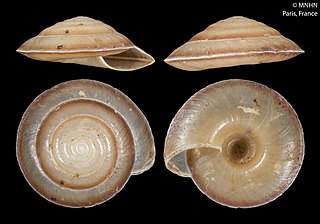 <i>Geotrochus</i> Genus of gastropods