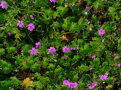 Geranium molle Habitus