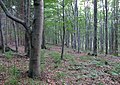 Čeština: Přírodní rezervace Getsemanka I. a II., nedaleko Rožmitálu pod Třemšínem v okrese Příbram (ČR) English: Nature reserve Getsemanka I. and II., near Rožmitál pod Třemšínem in Příbram District (Czech Republic)