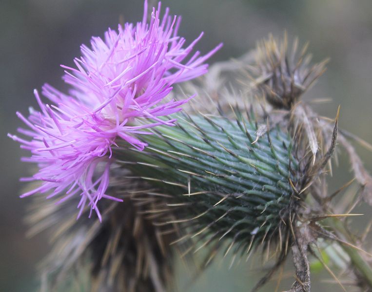 File:Gfp-thorny-purple-flower.jpg