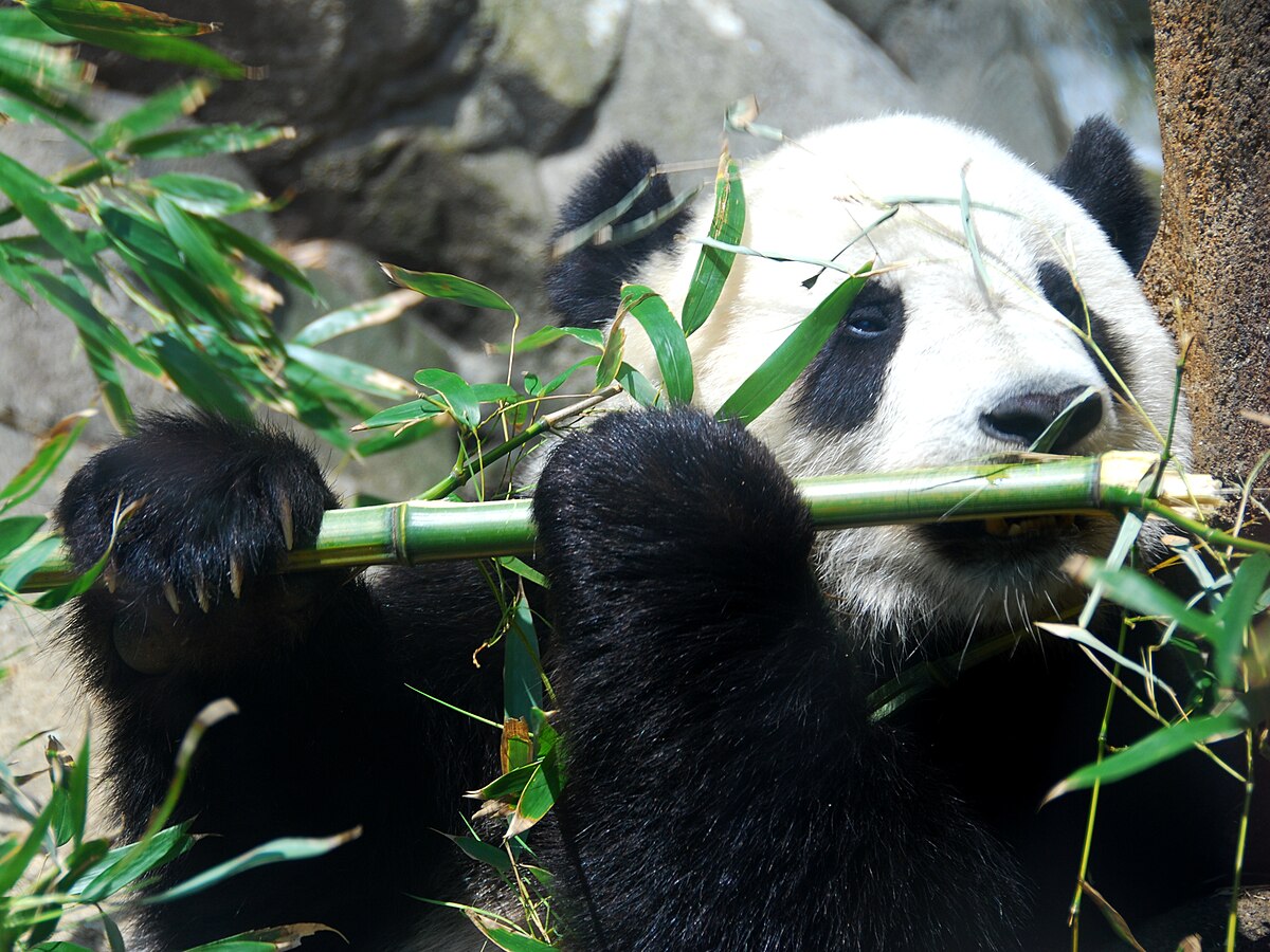 Giant panda - Wikipedia