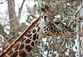 * Nomination Giraffe (Giraffa camelopardalis tippelskirchi) in San Diego Zoo, California --Bgag 14:03, 17 April 2013 (UTC) The white spots in the background are pretty disturbing, can you reduce them? Poco a poco 18:45, 17 April 2013 (UTC)  Done Is it better? --Bgag 14:41, 18 April 2013 (UTC) * Promotion Good quality. --Poco a poco 18:38, 18 April 2013 (UTC)