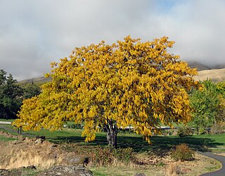 <span class="mw-page-title-main">Honey locust</span> Species of tree native to central North America