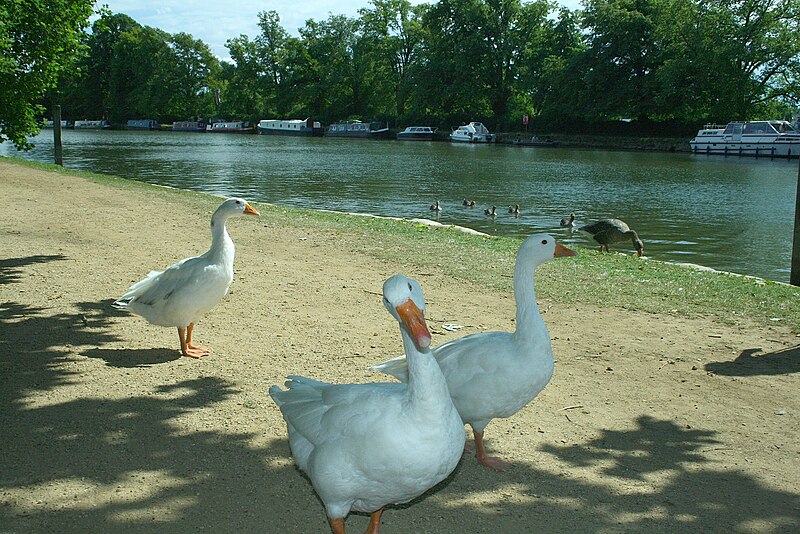 File:Goose on the loose - geograph.org.uk - 4096356.jpg