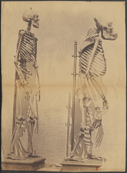 File:Gorilla spec. - skelet - 1700-1880 - Print - Iconographia Zoologica - Special Collections University of Amsterdam - UBA01 IZ19800143.tif