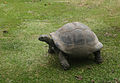 Tortue sur l'ile Grande Soeur aux Seychelles