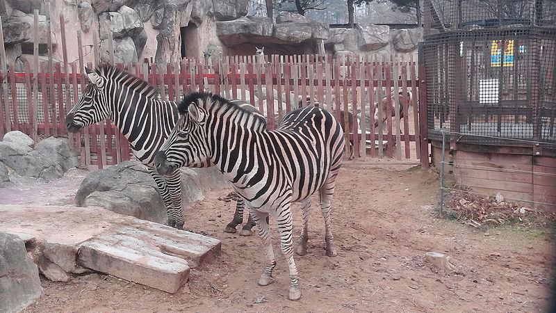 File:Grant's zebra in Seoul Children's Park.jpg