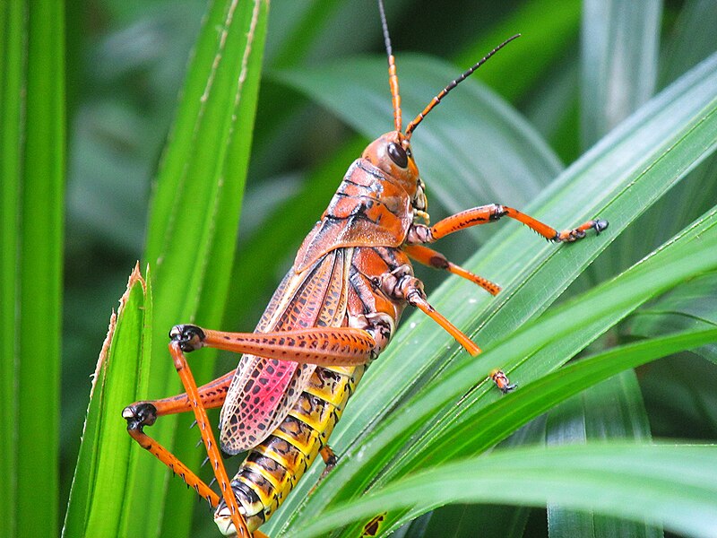 File:Grasshopper (20414276488).jpg