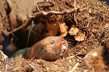 The Zambian mole-rat is one of several mammals that use magnetic fields, in their case for nest orientation. Graumull IMG 4039.jpg