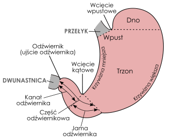 żołądek Wikipedia Wolna Encyklopedia