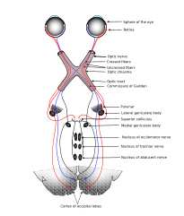 Optic chiasm - Wikipedia