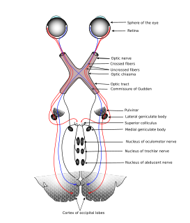 Visual system part of the central nervous system responsible for sight