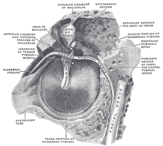 Chorda tympani Nerve carrying taste sensations