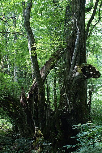 1000-year-old Cercidiphyllum japonicum Great katsura of wachi01s3000.jpg