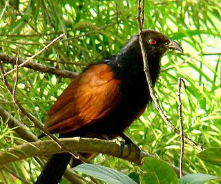 <span class="mw-page-title-main">Green-billed coucal</span> Species of bird