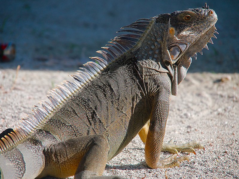 File:Green iguana (6980045564).jpg