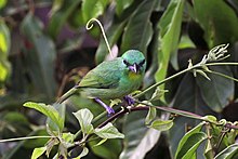 in Panama Green shrike-vireo (Vireolanius pulchellus).jpg