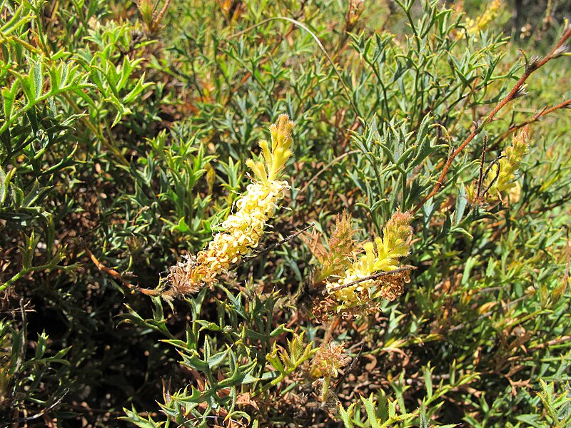 File:Grevillea althoferorum subsp. fragilis - 42764845591.jpg