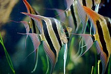 Groupe de Pterophyllum Altum.jpg