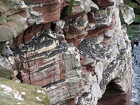 St Bees Head.jpg-дағы гилемоттар