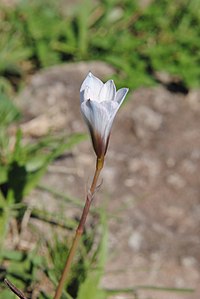 Habranthus coeruleus- Soriano, Palmar, Suelo rocoso superficial al margen de la Ruta 55 2.jpg