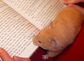 Hamster and Harry Potter and the Half-Blood Prince.jpg
