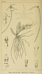 plate 56 Mystacidium gracile Mystacidium venosum