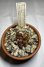 Thumbnail for Haworthia mirabilis var. mundula