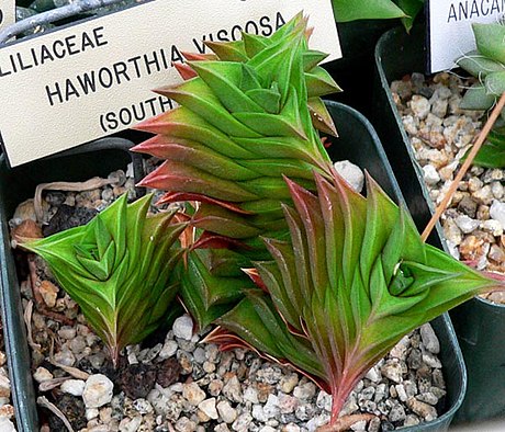 Haworthiopsis viscosa