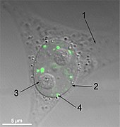 Микрофотография клеток HeLa с меченым белком параспеклов PSP1
