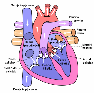 File:Heart labelled large prevedeno.PNG